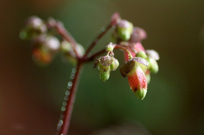 宮燈長(zhǎng)壽花美圖