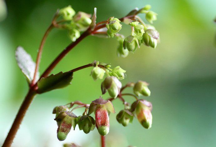 宮燈長(zhǎng)壽花