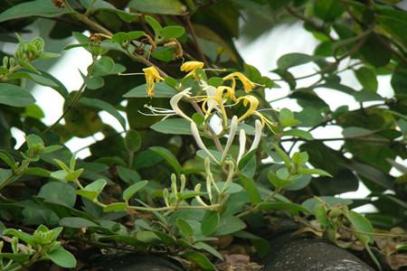 山銀花圖片