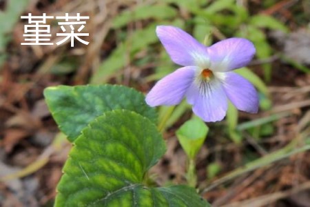 堇菜花朵