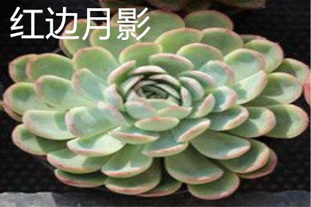 紅邊月影生長點(diǎn)