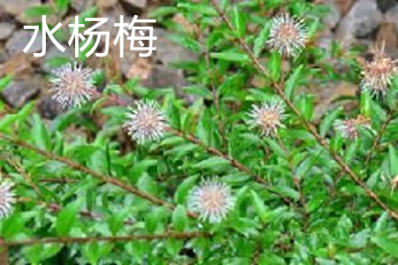 水楊梅植株