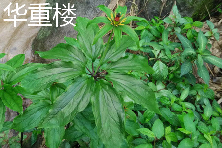 華重樓葉片