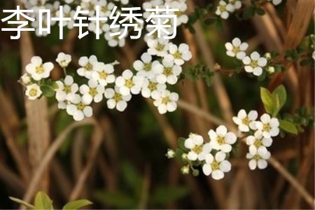 李葉繡線菊花朵