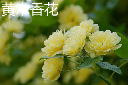 黃木香花