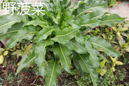 野菠菜