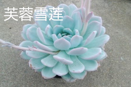 芙蓉雪蓮