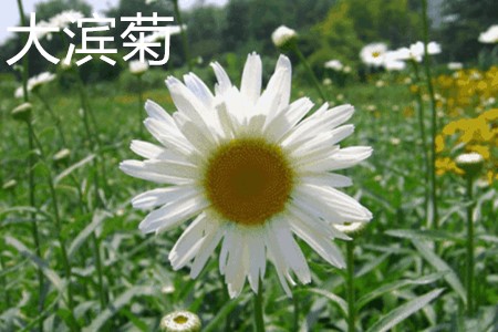 大濱菊，花.jpg