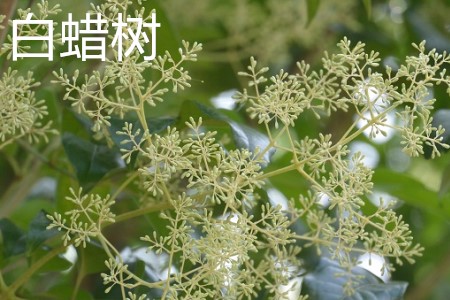 白蠟樹，花.jpg