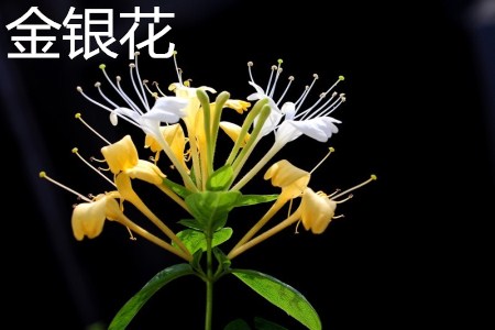 金銀花