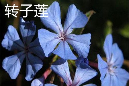 轉(zhuǎn)子蓮