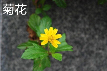 菊花，葉.jpg