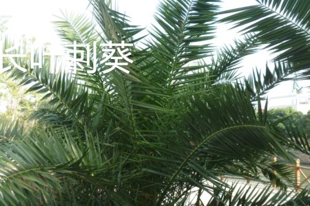 長(zhǎng)葉刺葵葉子.jpg