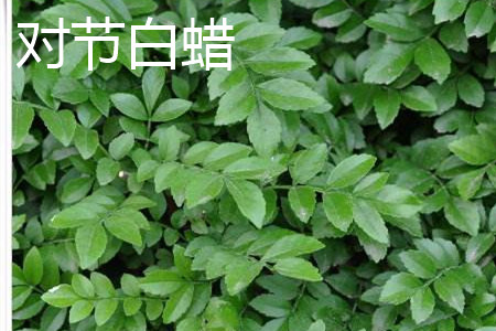 對(duì)節(jié)白蠟