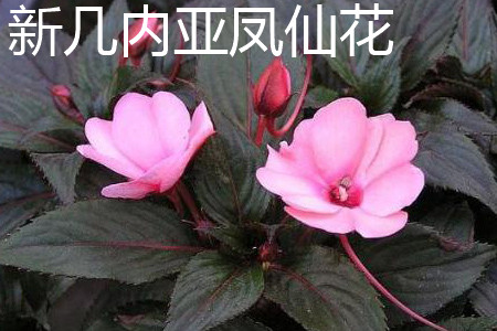 新幾內亞鳳仙花