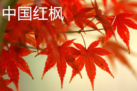 中國紅楓