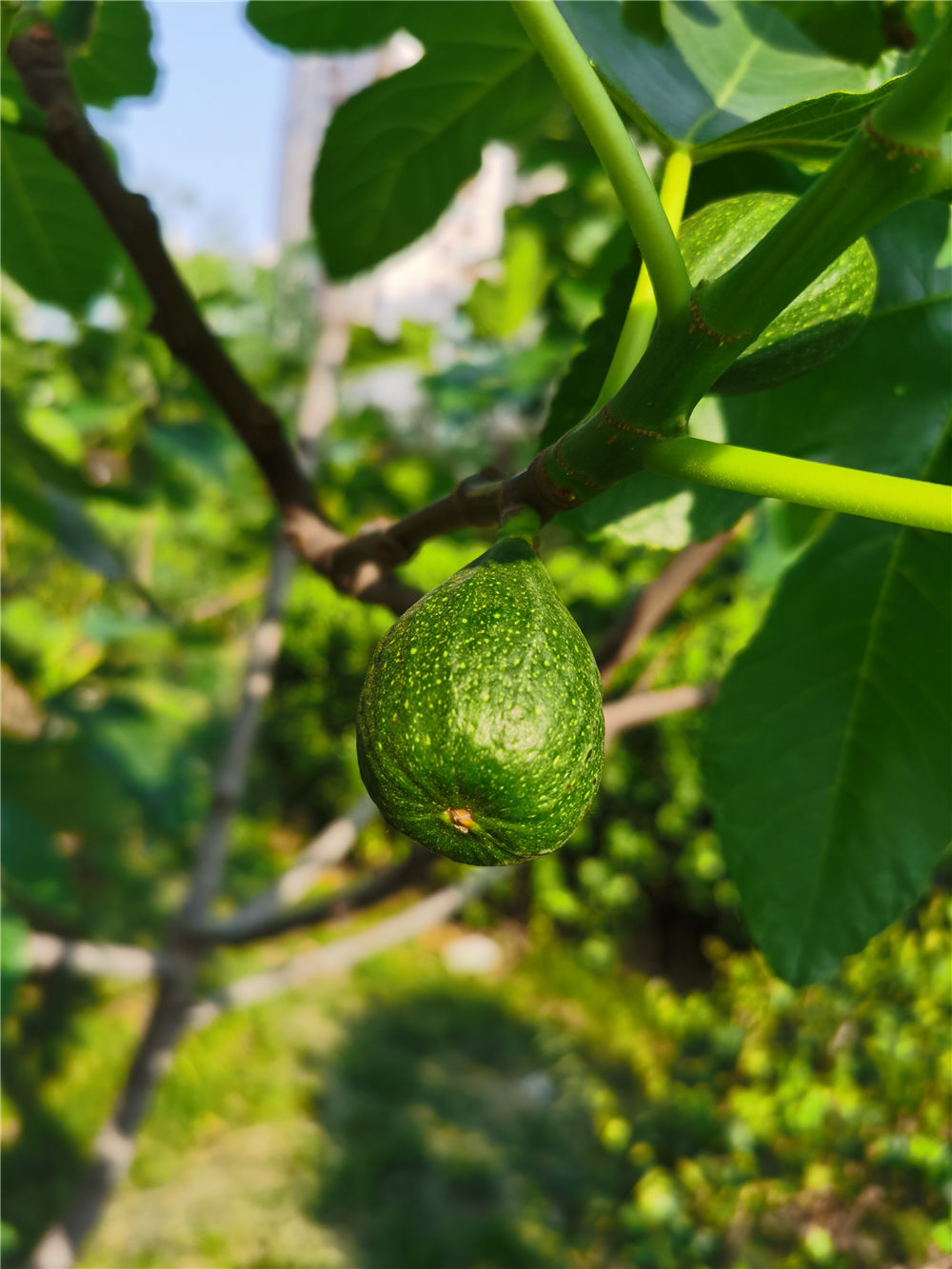 無(wú)花果