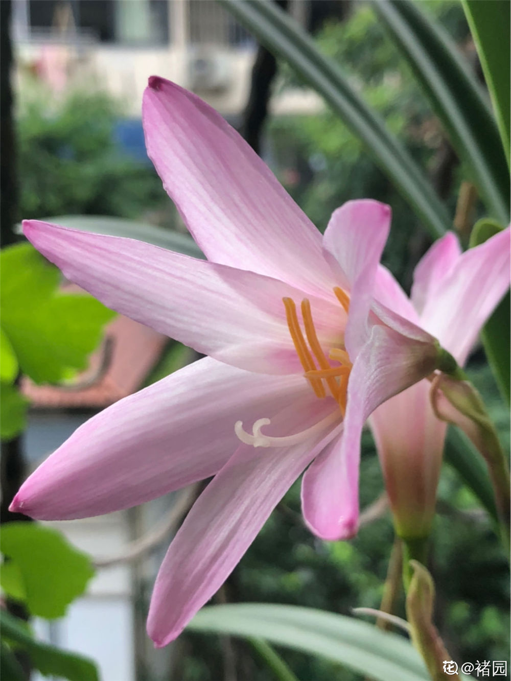 風雨蘭